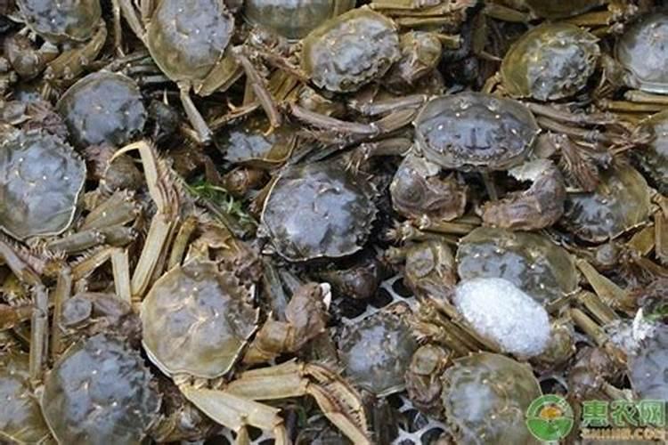 国家濒危珍稀保护植物:七叶一枝花