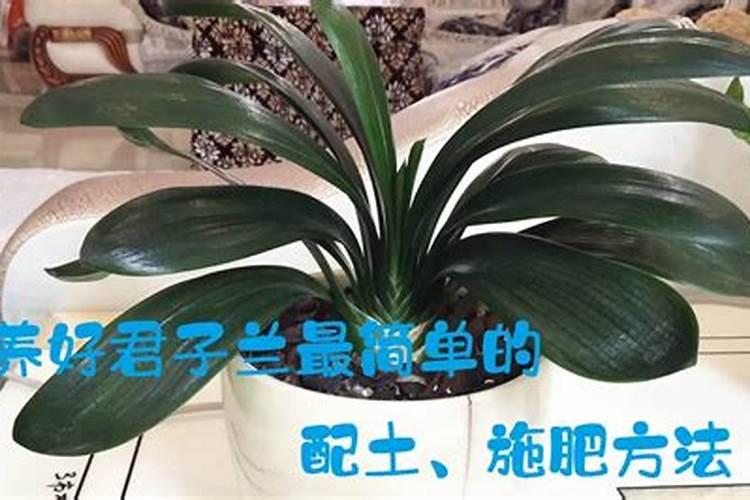 鱼蛋白有哪些作用呢？