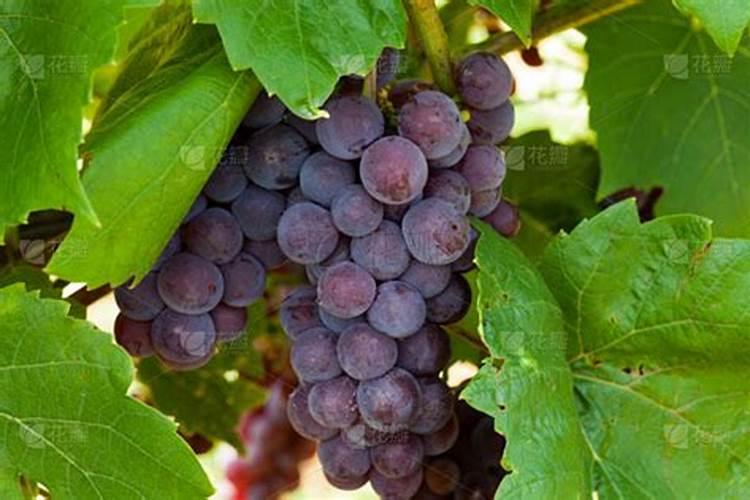葡萄施肥用什么肥料 葡萄施肥用哪些肥料