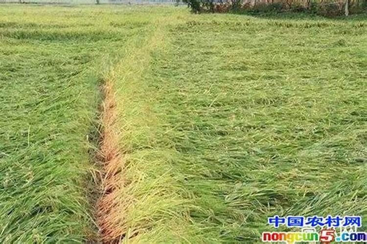 无花果为什么不结果？