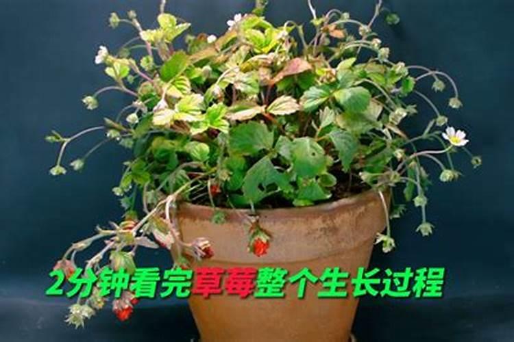 磷肥作用及功能
