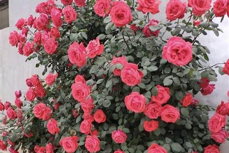 花生如何种植才能高产？分享花生斤半颗水溶肥助增产原因