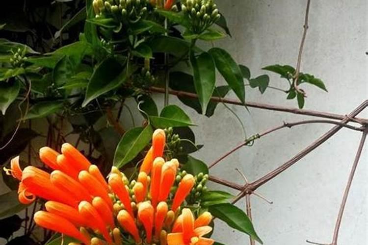 炮仗花怎么施肥炮仗花的正确施肥方法