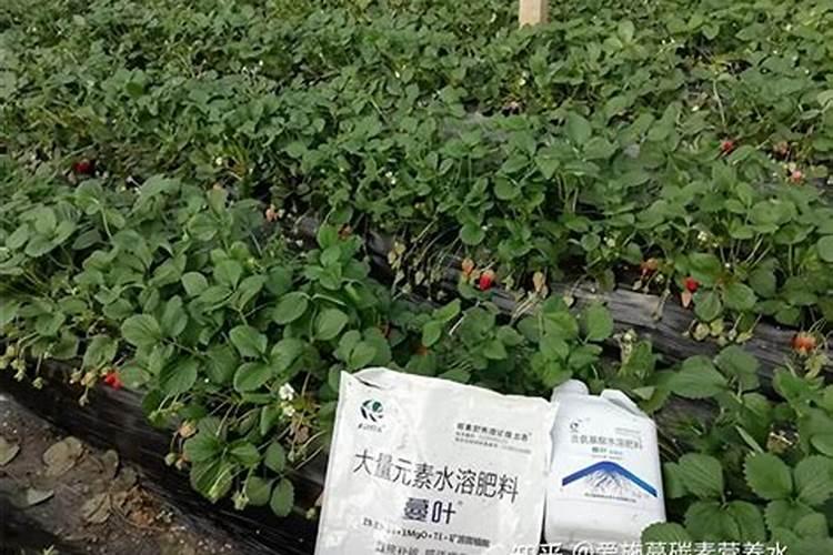 速效氮肥有哪些