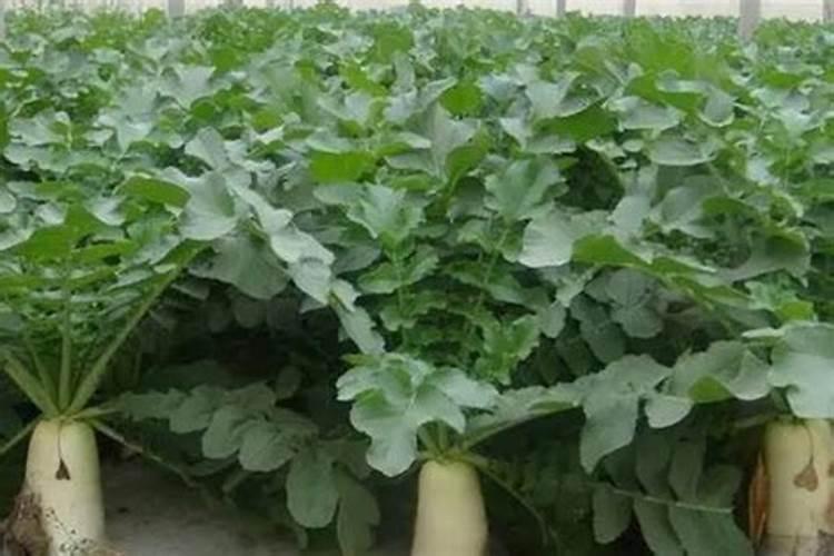 磷肥是什么肥料 磷肥是什么