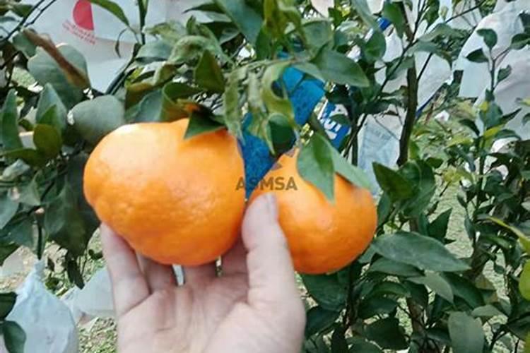 耙耙柑一年四季是怎样施肥的？