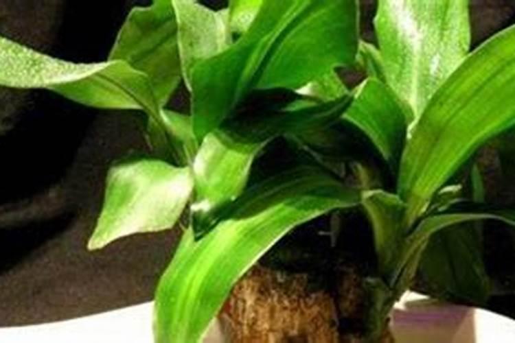 只剩芦头叶子齐全的兰花如何救活