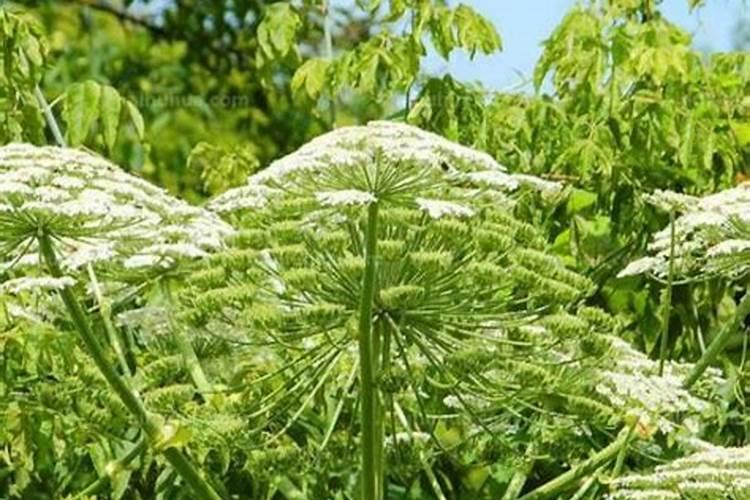 种菜用什么肥料最好