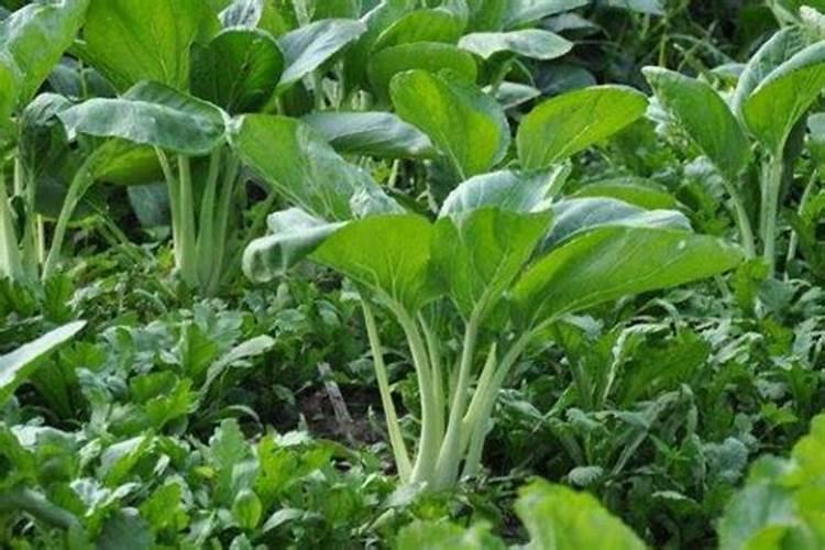 青菜施什么肥最好