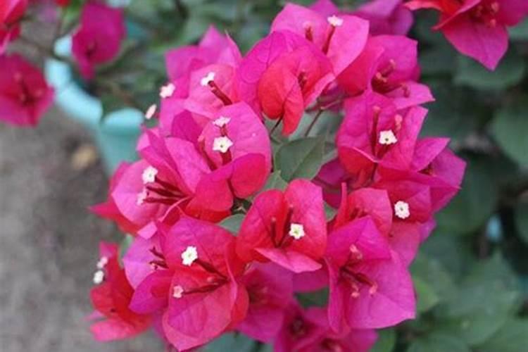 复合肥可以浇三角梅吗