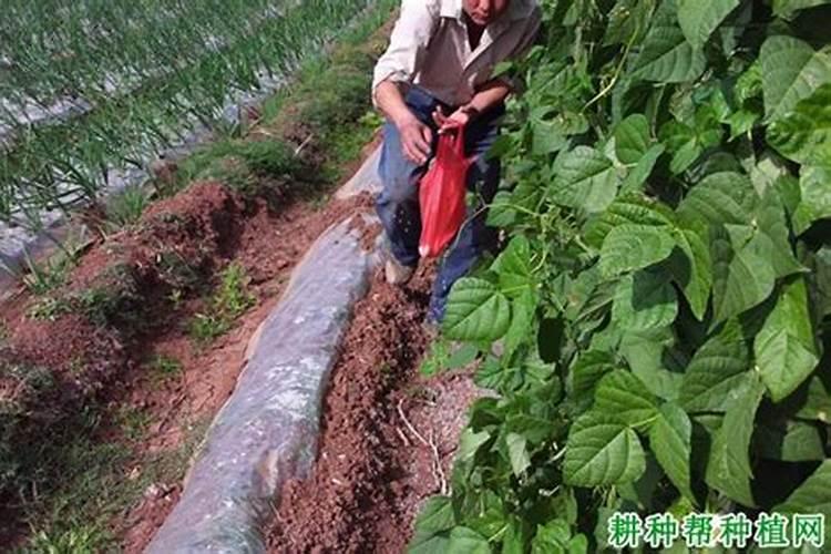 种植豆角,有哪些高产质优的方法呢？