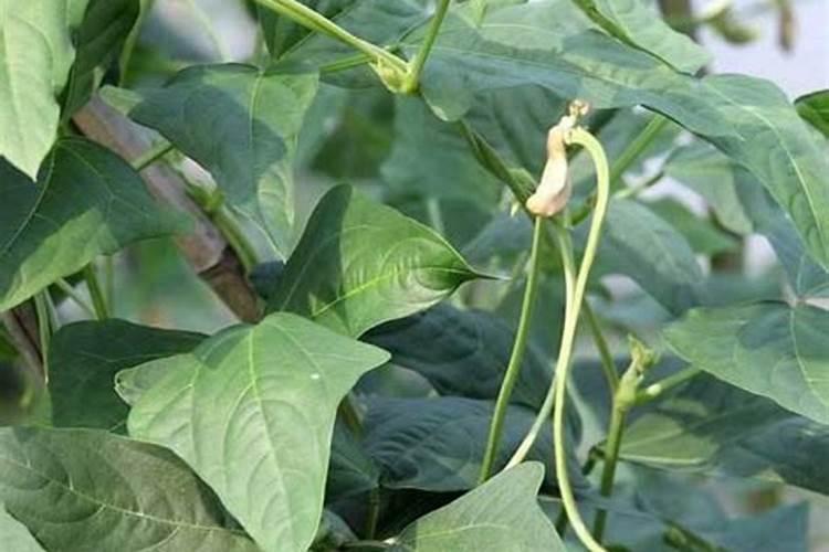 豆角什么时间施肥？施肥时有哪些注意事项？