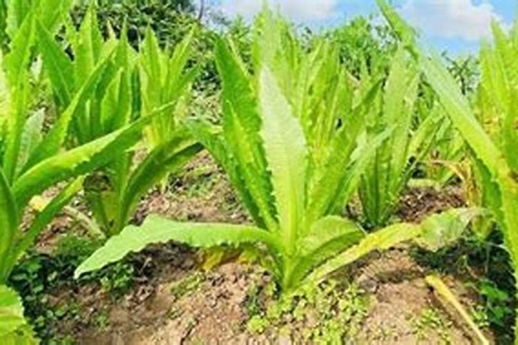 施复合肥多久才可摘菜