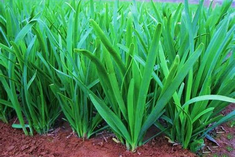 红花檵木如何扦插成活率高？红花檵木扦插步骤