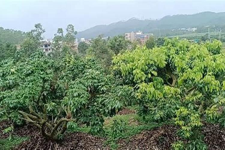 荔枝保花保果农药最佳配方