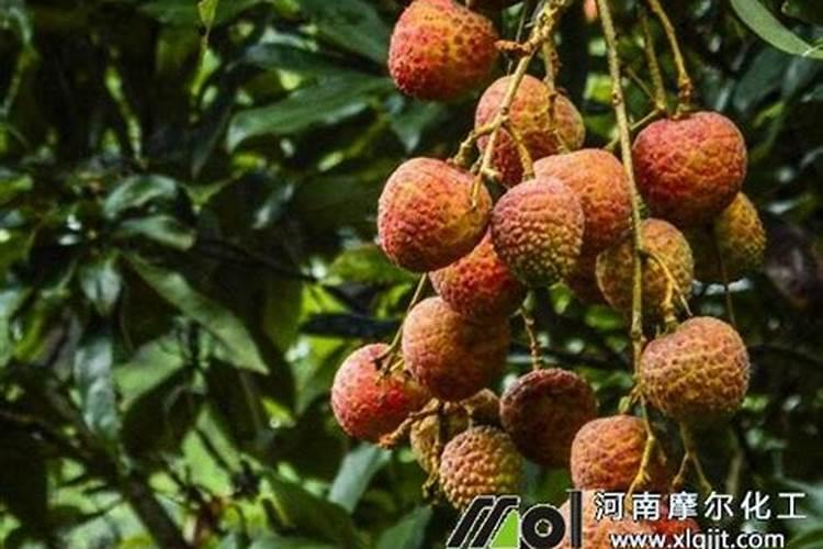 用什么叶面肥可以让荔枝熟得颜色好