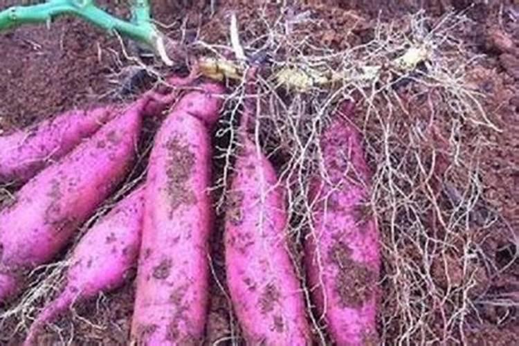 茶花树施什么肥料最好