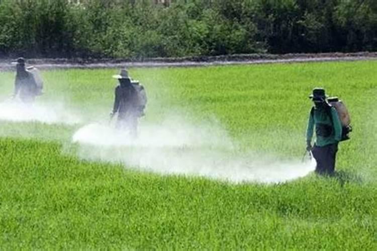 石榴树春季施肥的时间和方法