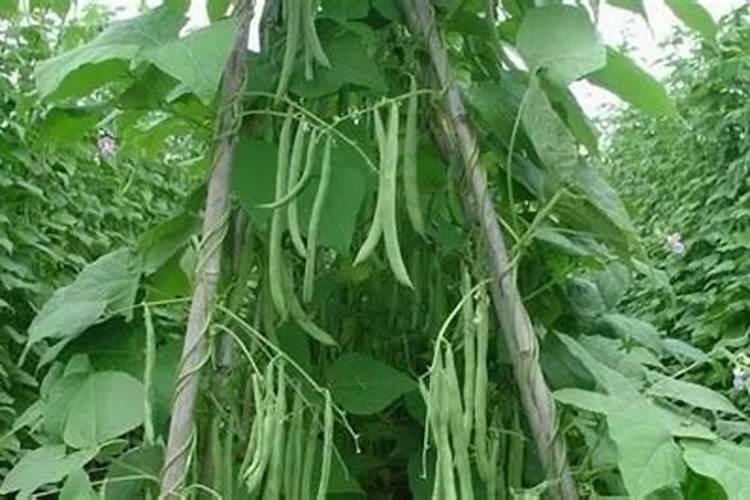 四季豆开花结果期怎么施肥