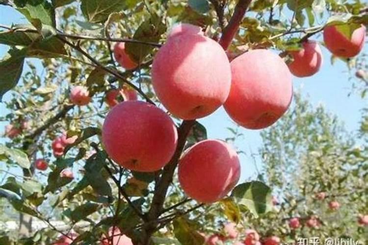 常用氮肥有哪些