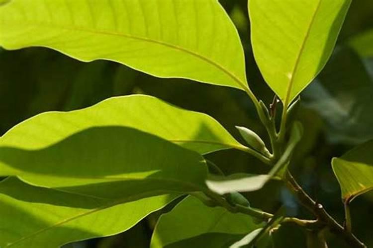 水溶肥哪个品牌最好