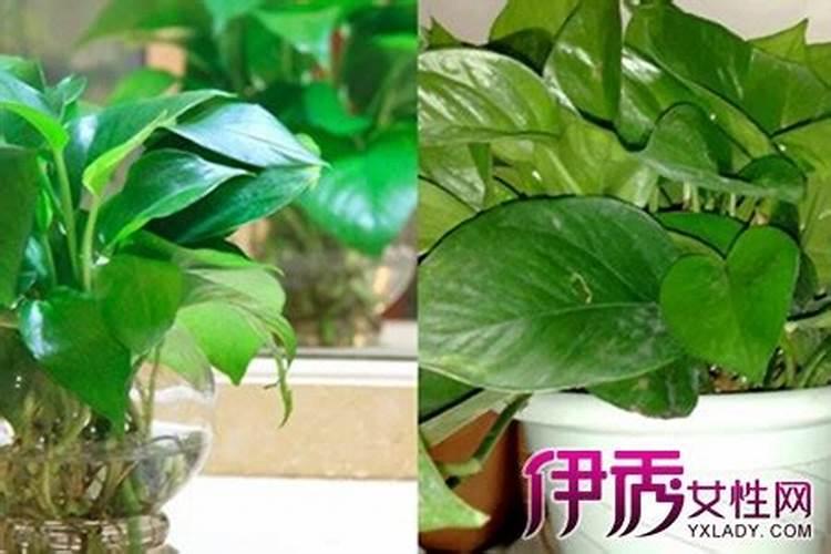 绿萝怎么施肥才好？如何浇水
