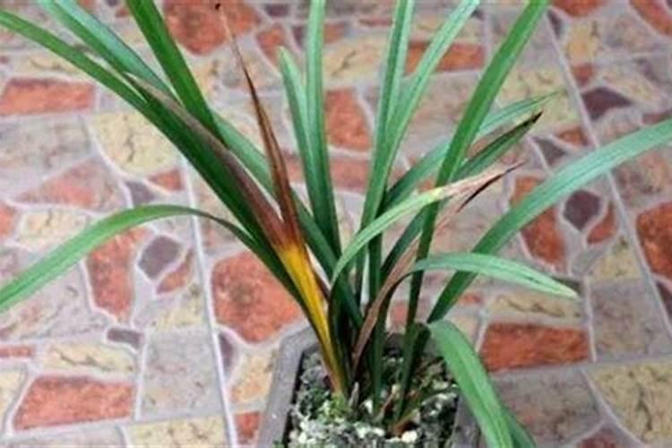 戊唑丙森锌和戊唑多菌灵能混用吗