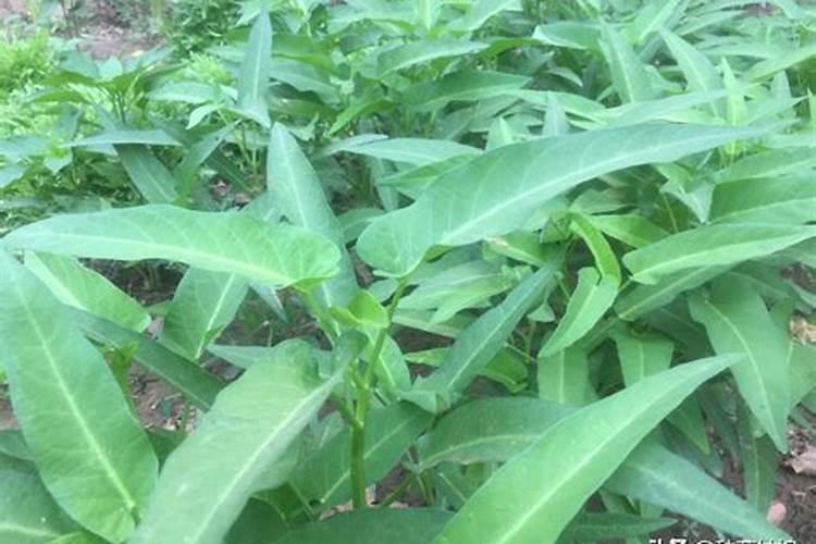 空心菜多久施一次肥(需要什么肥料)
