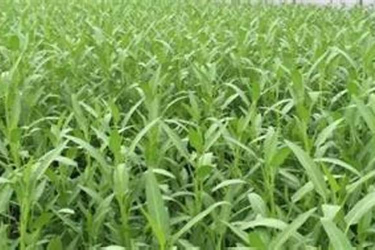 空心菜发芽后多久可以施肥