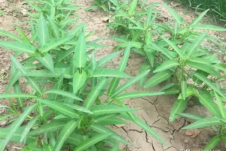 空心菜出苗后多久施肥 空心菜苗期施肥时间是多少？