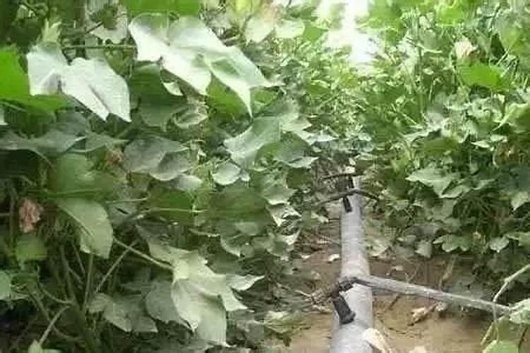 春季麦田撒尿素注意什么？