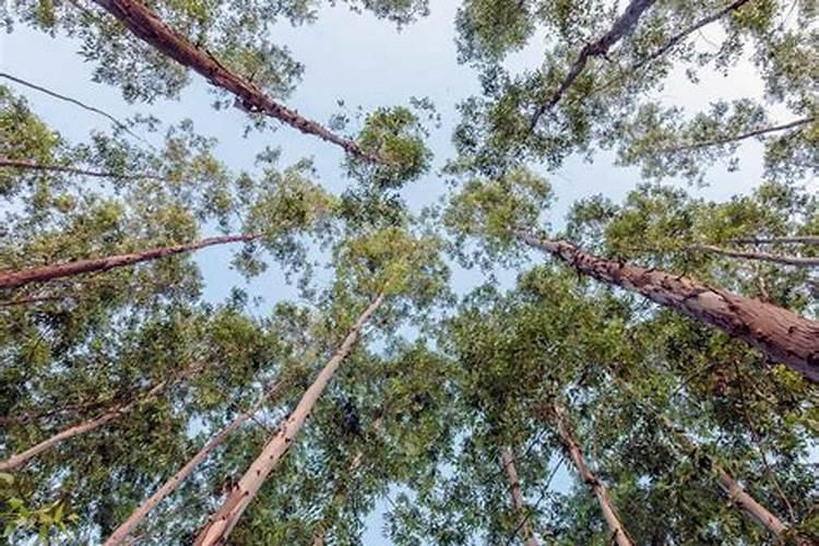 葡萄缺钾病的表现是怎样的？