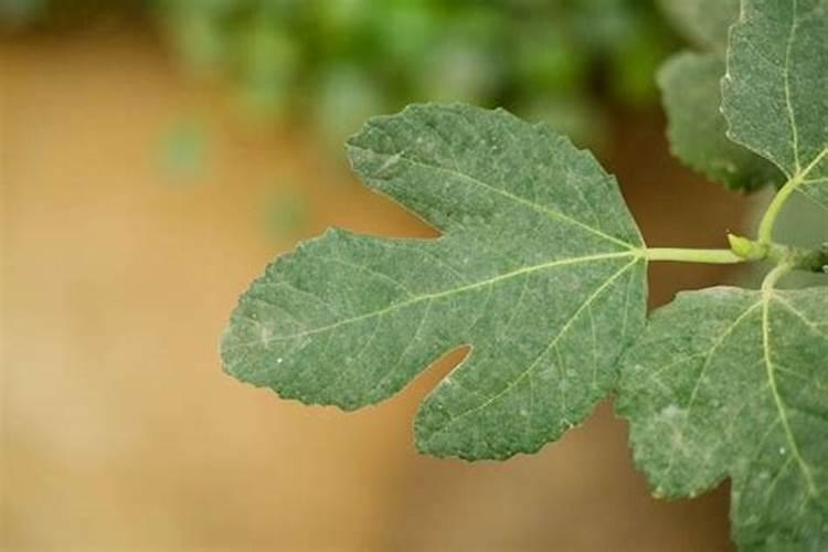 橘子在树上表皮腐烂是怎么回事是要怎么防治？