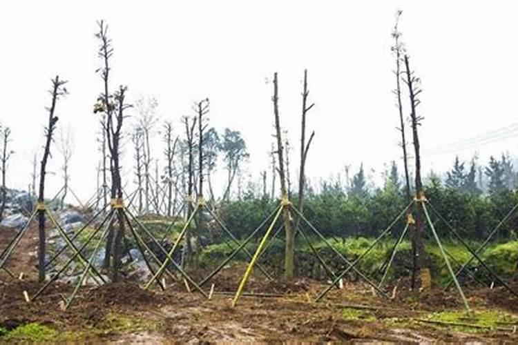 刚刚移栽的樱桃树可以使用叶面肥吗？怎样使用？