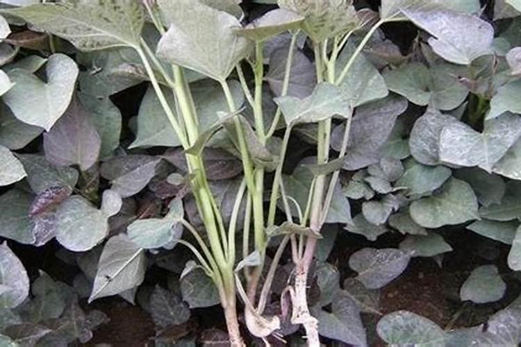 硅对植物生长的效果,如何正确施用硅肥