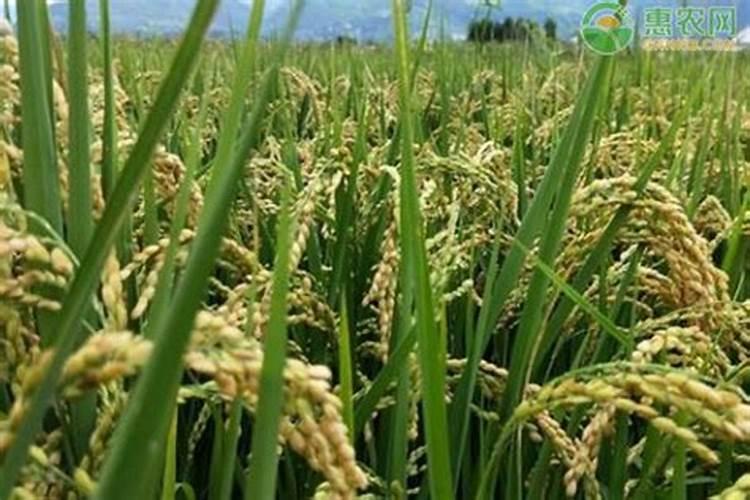果树用什么肥料好？