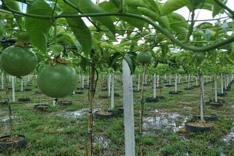 种柑橘用什么肥料最好