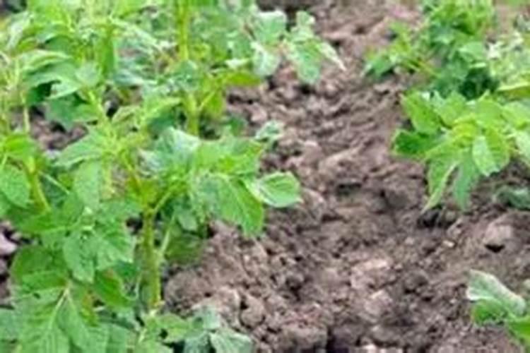 杏树结果后能打药吗？