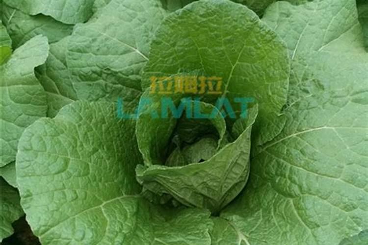 花菜施什么肥好