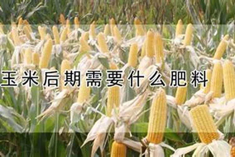 玉米后期追肥主要追什么肥