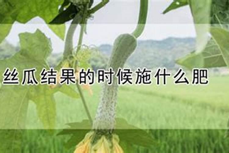 北五味子花期施肥管理方法