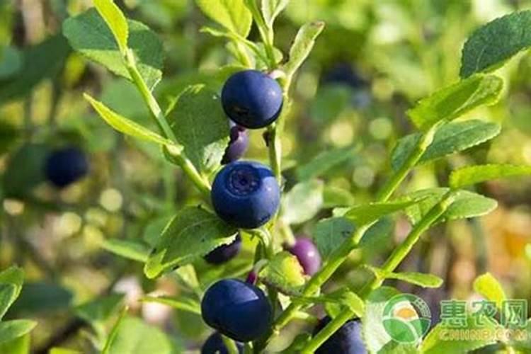 蓝莓挂果期施什么肥