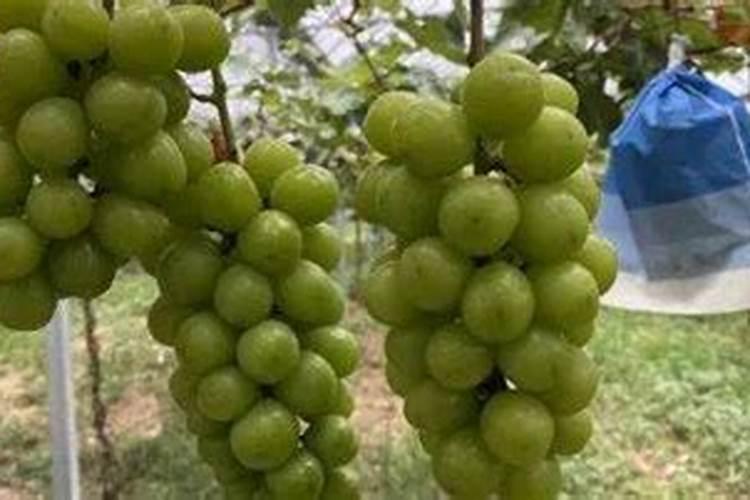 蓝莓施肥用什么肥料最好 种蓝莓用肥正确长得快