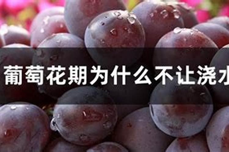 茉莉发芽多久可以晒太阳