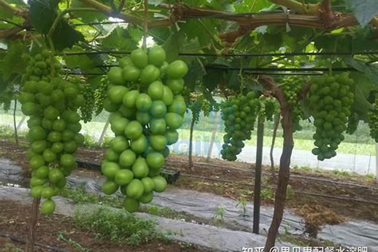 葡萄树用什么肥料长得快 葡萄树如何施肥