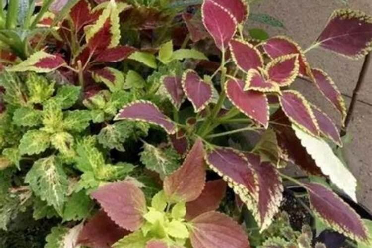 彩叶草施肥方法和注意事项