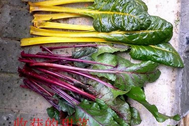 苹果在初花期时,可以经常给浇水吗？