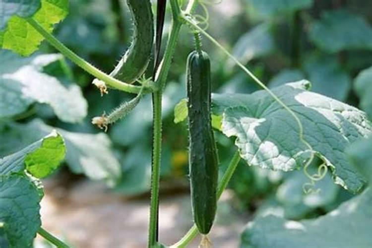 芸苔素内酯能和螯合钙一起用吗