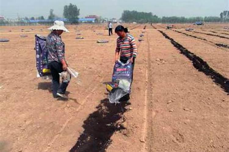 复合肥如何施肥复合肥使用方法