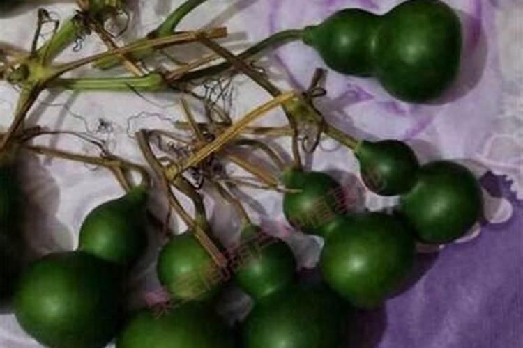 盆栽葫芦的种植方法和时间